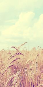 Nature,Landscape,Wheat,Fields