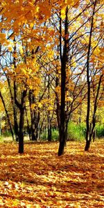 Chute Des Feuilles,Jeune Croissance,Forêt,Parc,Ruelle,Le Parc,Tomber,Ombres,Nature,Ombre,Adolescent,Automne