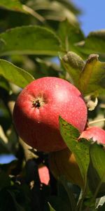 Bois,Arbre,Branche,Feuilles,Nature,Pommes,Fruits