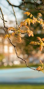 Otoño,Hojas,Primer Plano,Sucursales,Ramas,Desdibujar,Naturaleza,Difuminar