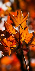 Nature,Leaves,Blur,Smooth,Maple