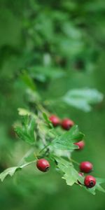 Briar,Branche,Feuilles,Baies,Baie,Nature