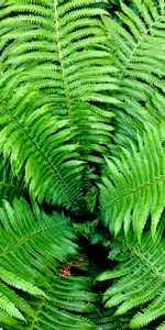 Nature,Leaves,Bush,Branches,Fern