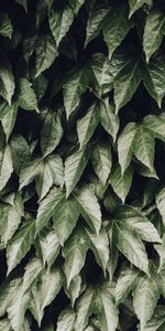 Nature,Leaves,Bush,Foliage