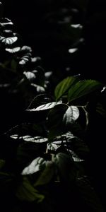 Nature,Leaves,Bush,Plant,Dark,Veins