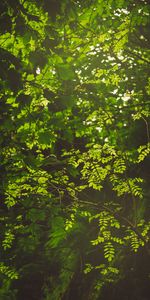 Nature,Leaves,Bush,Rays,Beams,Forest,Branches