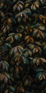 Nature,Leaves,Bush,Vegetation,Plant