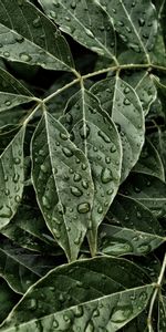 Nature,Leaves,Drops,Surface
