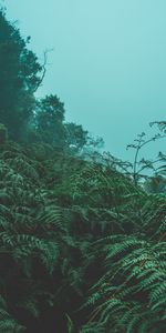 Nature,Leaves,Fern,Fog,Plants