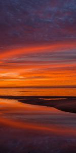 Nature,Leaves,Horizon,Branch,Sunset