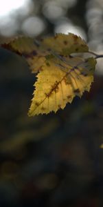 Nature,Leaves,Landscape