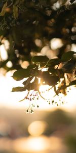 Nature,Leaves,Macro,Blur,Smooth,Branch,Glare