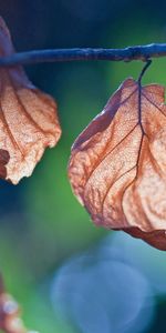 Macro,Branche,Nature,Feuilles