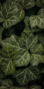 Nature,Leaves,Macro,Dark