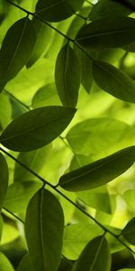 Nature,Leaves,Macro,Shadow