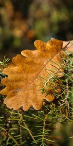 Nature,Leaves,Oak,Rosemary