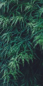 Feuilles,Plante,Planter,Nature