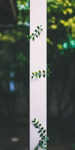 Nature,Leaves,Plant,Blur,Smooth,Stripe,Band