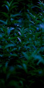 Plante,Planter,Branches,Nature,Feuilles