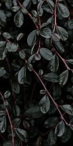 Planter,Branches,Nature,Feuilles,Plante