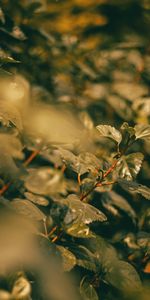 Plante,Planter,Branches,Feuilles,Nature