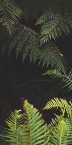 Nature,Leaves,Plant,Fern