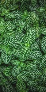 Nature,Leaves,Plant,Fittonia