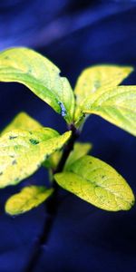 Nature,Leaves,Plant,Macro,Greens,Leaflets,Blue Background