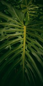 Feuilles,Planter,Plante,Nature,Monstera