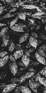 Nature,Leaves,Plant,Spotted,Spotty,Bw,Grey,Chb