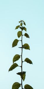 Feuilles,Plante,Planter,Tige,Nature