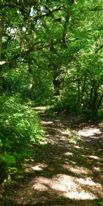 Route,Forêt,Nature,Feuilles,Piste,Chemin