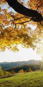 Nature,Leaves,Shine,Light,Wood,Tree,Branches,Sunlight,Sun Rays,Branch,Autumn,Meadow