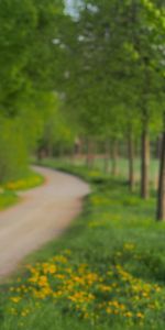 Nature,Leaves,Summer,Wood,Tree,Path,Trail,Park