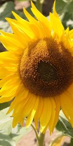 Feuilles,Graines,Graines De Tournesol,Nature,Tournesol