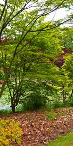 Nature,Leaves,Teen,Young Growth,Shades,Trees