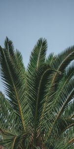 Nature,Leaves,Top,Palm,Branches