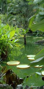 Nature,Leaves,Vegetation,Greens,Pond,Juicy,Flora