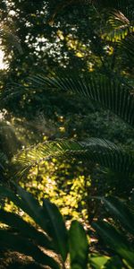 Nature,Leaves,Web,Bush,Plants