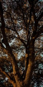 Feuilles,Bois,Aboyer,Branches,Nature,Arbre,Écorce