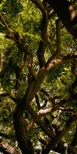 Feuilles,Bois,Arbre,Branches,Aboyer,Acacia,Nature,Écorce