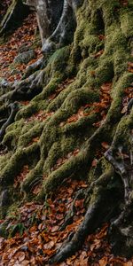 Nature,Leaves,Wood,Tree,Moss,Roots,Autumn