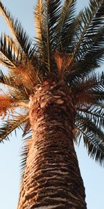 Nature,Leaves,Wood,Tree,Palm,Crown,Krone,Branches