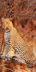 Nature,Leopard,Grace,Animals,Predator,Wild Cat,Wildcat