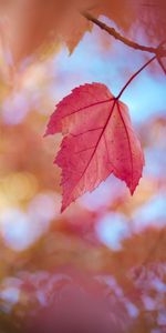 Sec,Nature,Feuilles,Macro,Automne