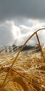 Nature,Macro,Field,Ear,Clouds