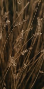 Nature,Macro,Field,Ears,Spikes,Plant