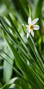 Nature,Macro,Greens,Narcissus