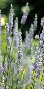 Nature,Macro,Herbs,Herbage,Field,Sunny