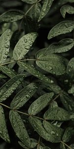 Naturaleza,Hojas,Drops,Macro,Planta